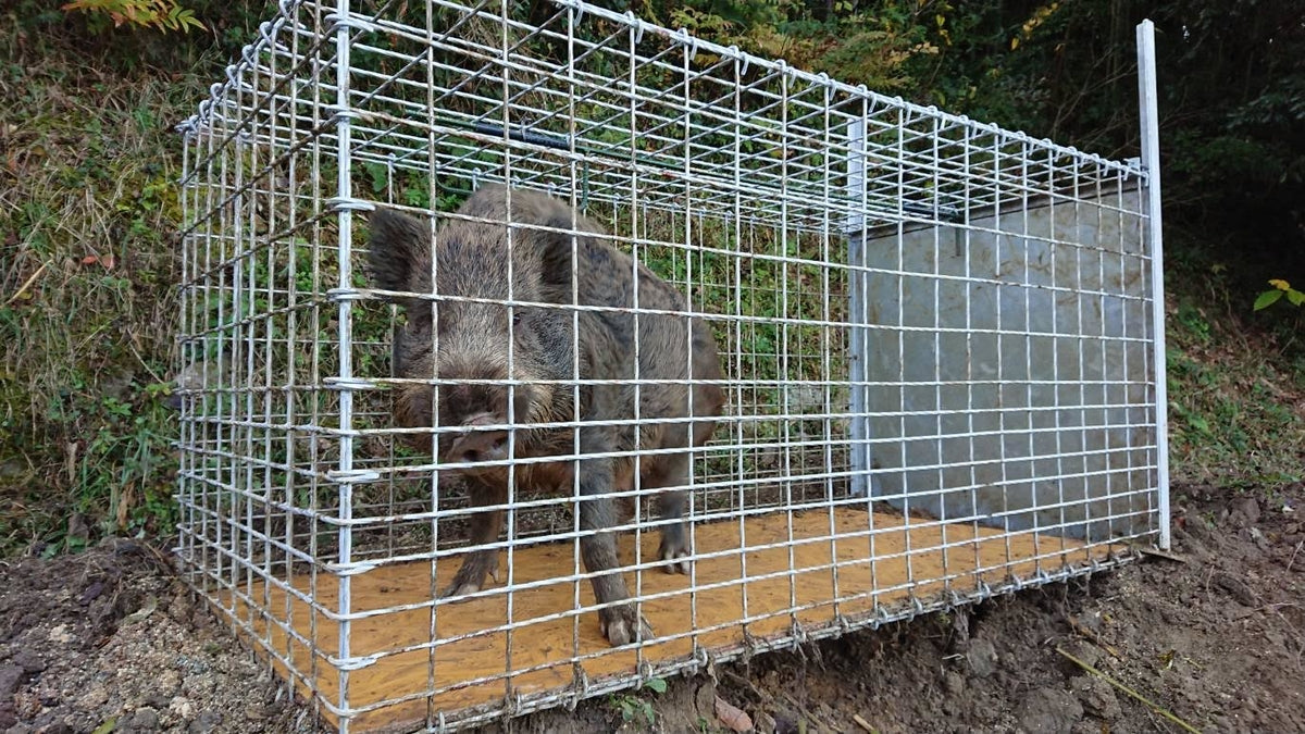 箱害獣駆除 イノシシ対策 くくり罠 わな猟 捕獲 トラップ 捕獲機 猪 鹿 シカ – タグ 