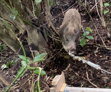 画像をギャラリービューアに読み込む, 2本槍電気止め刺し機　箱罠/くくり罠兼用・鼻先くくろう君セット (新仕様)　
