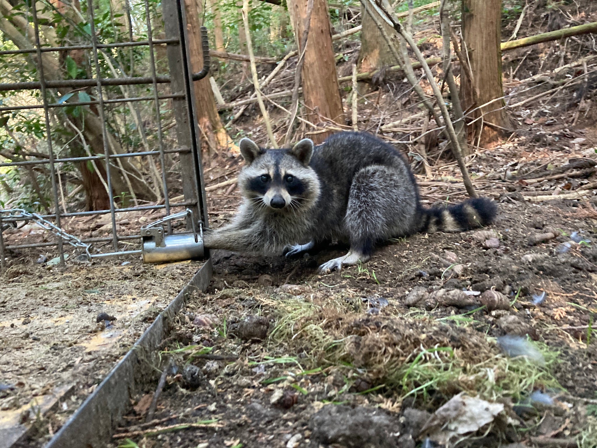 アライグマ専用捕獲機　アラホール（2023.9出荷分よりシャックル付属致しません）